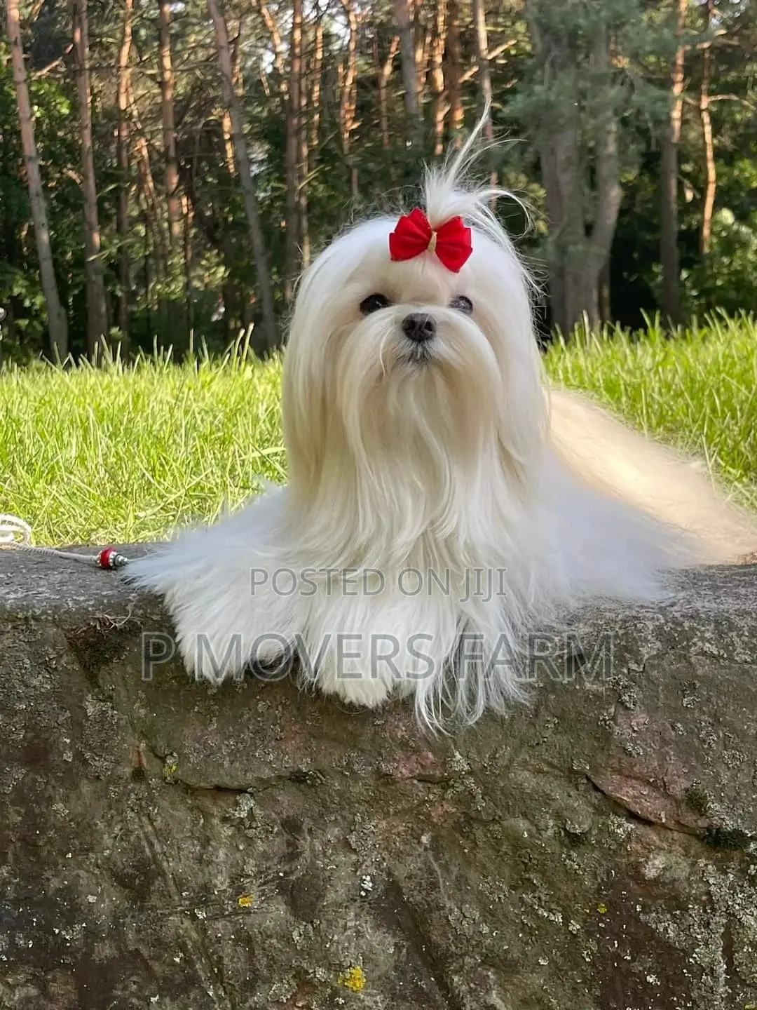 1-3 months Male Purebred Poodle
