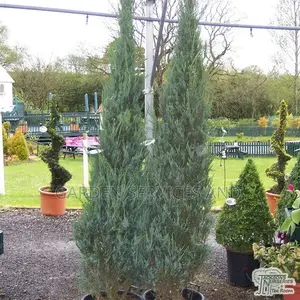 Sky Rocket Thuja for Sale