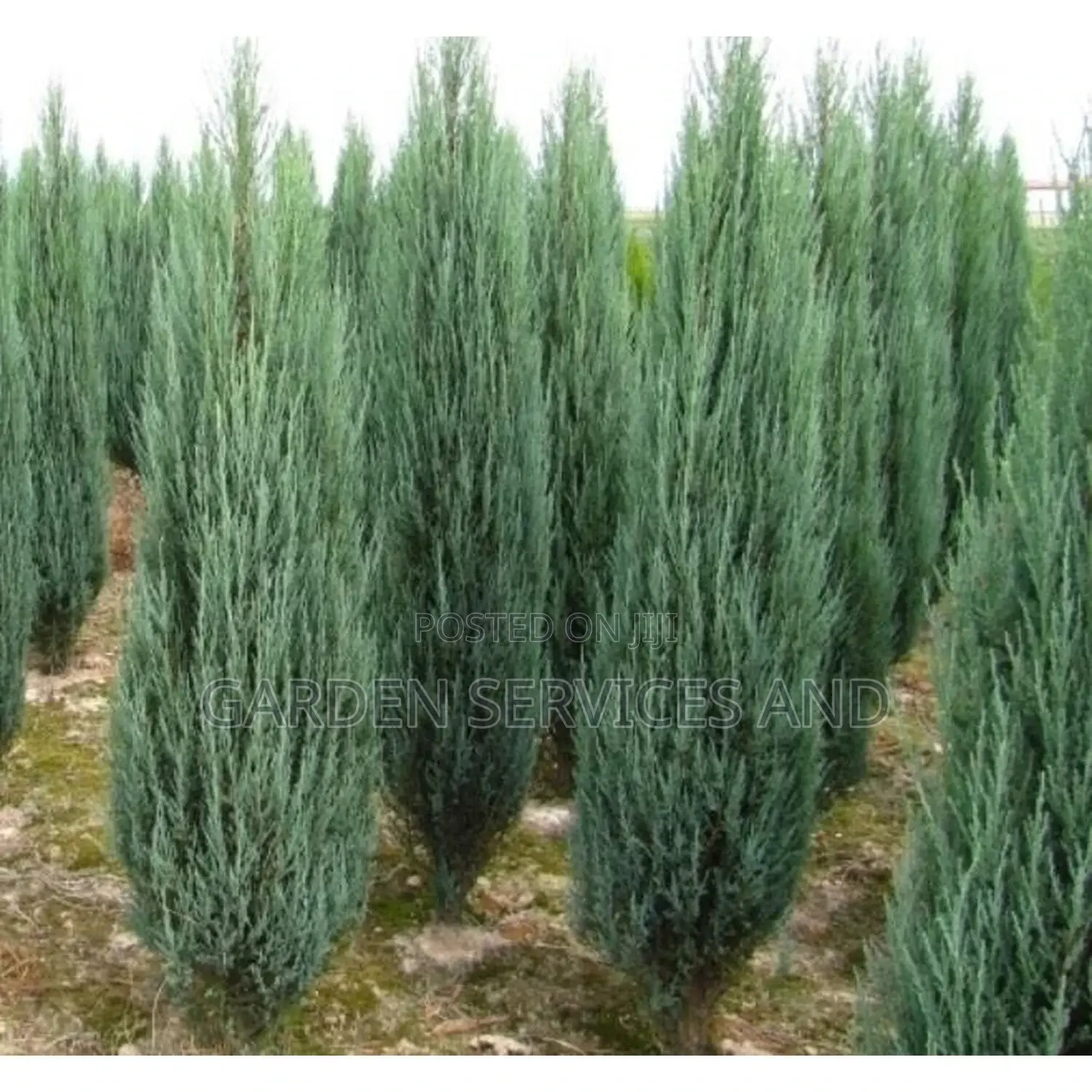 Sky Rocket Thuja for Sale