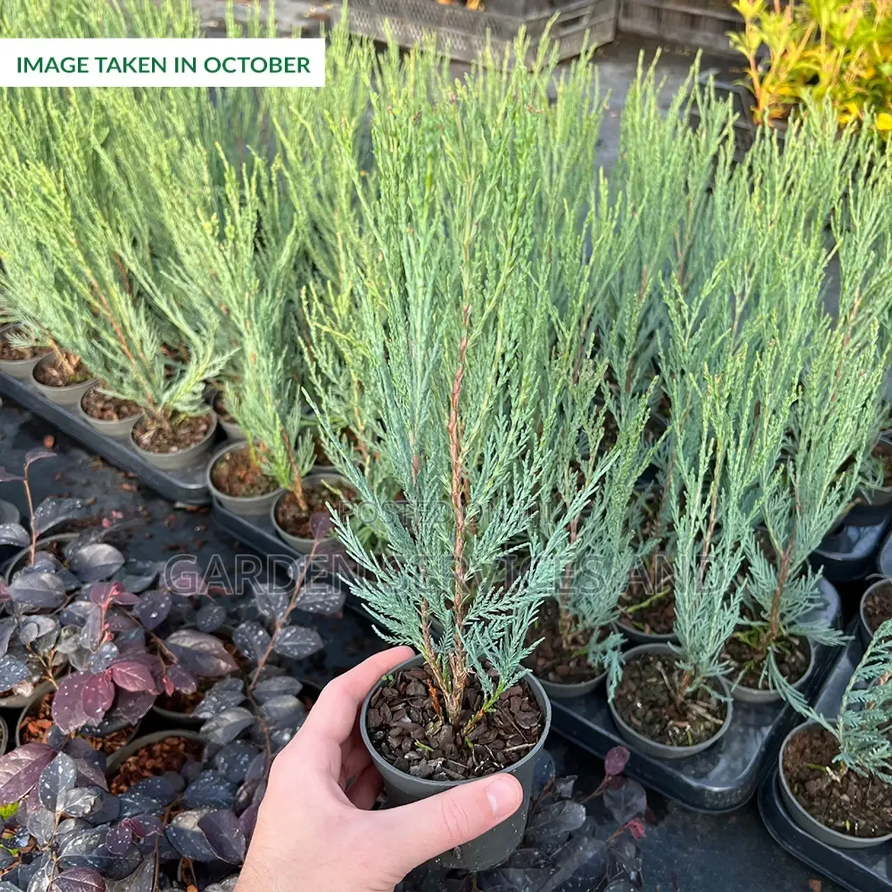 Sky Rocket Thuja for Sale