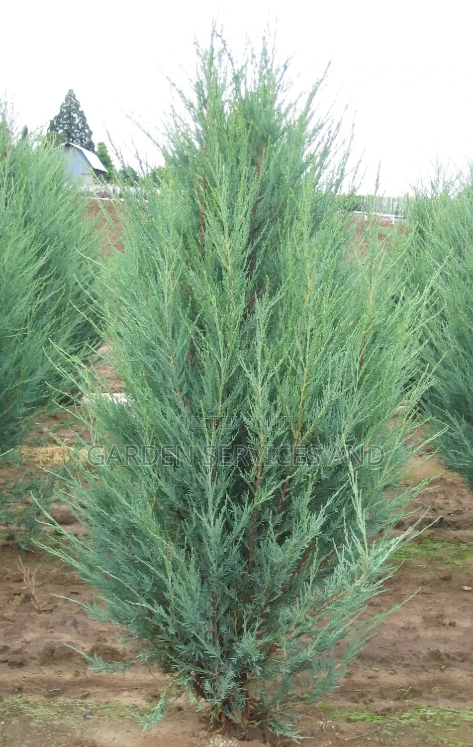 Sky Rocket Thuja for Sale