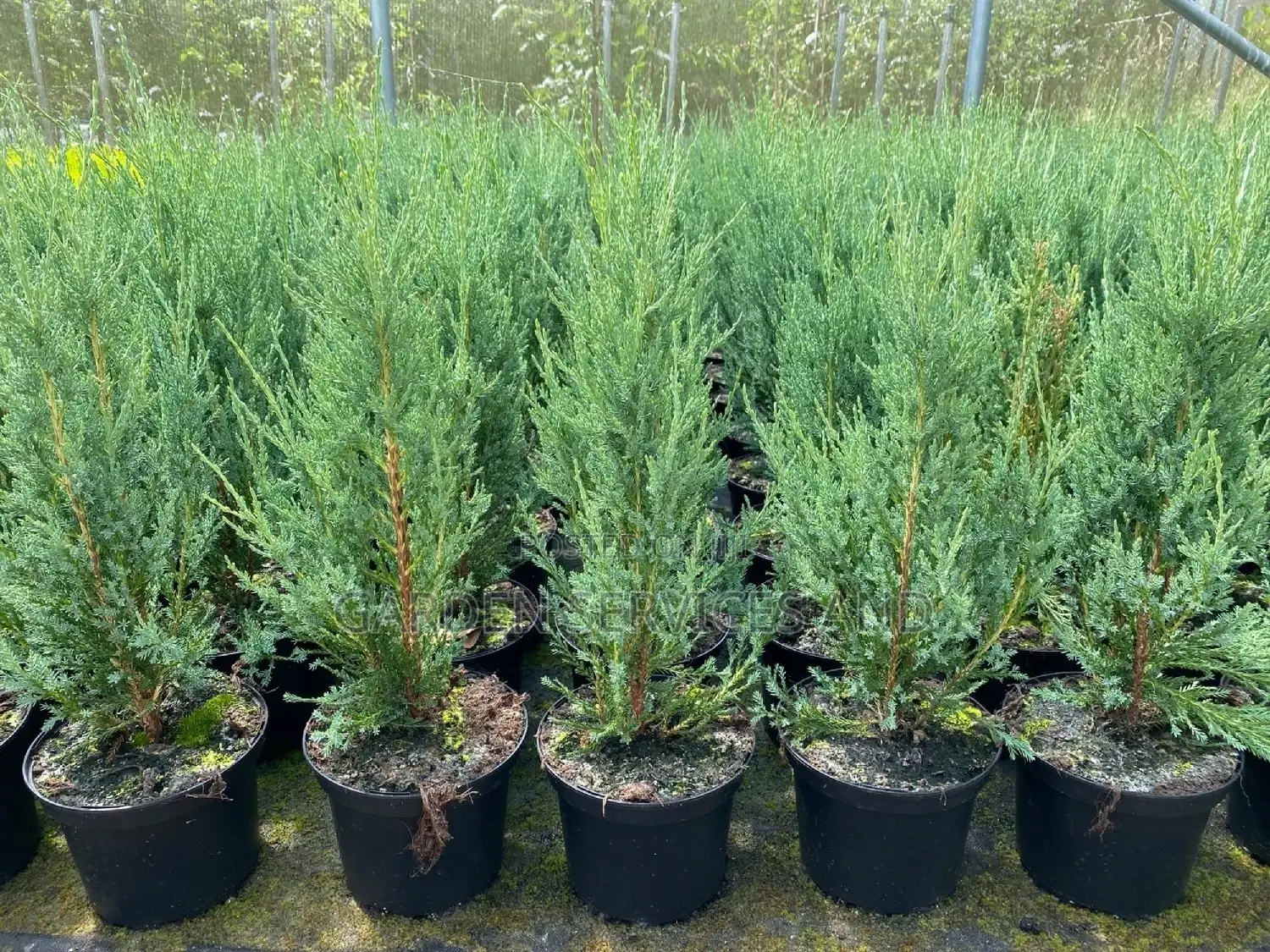 Sky Rocket Thuja for Sale