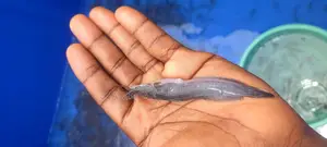 Catfish Fingerlings and Juveniles