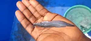 Catfish Fingerlings and Juveniles