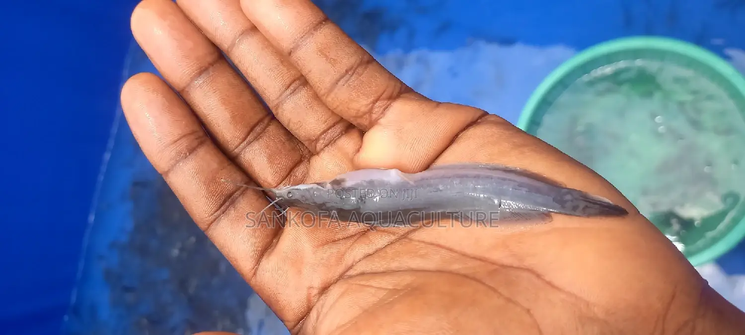 Catfish Fingerlings and Juveniles