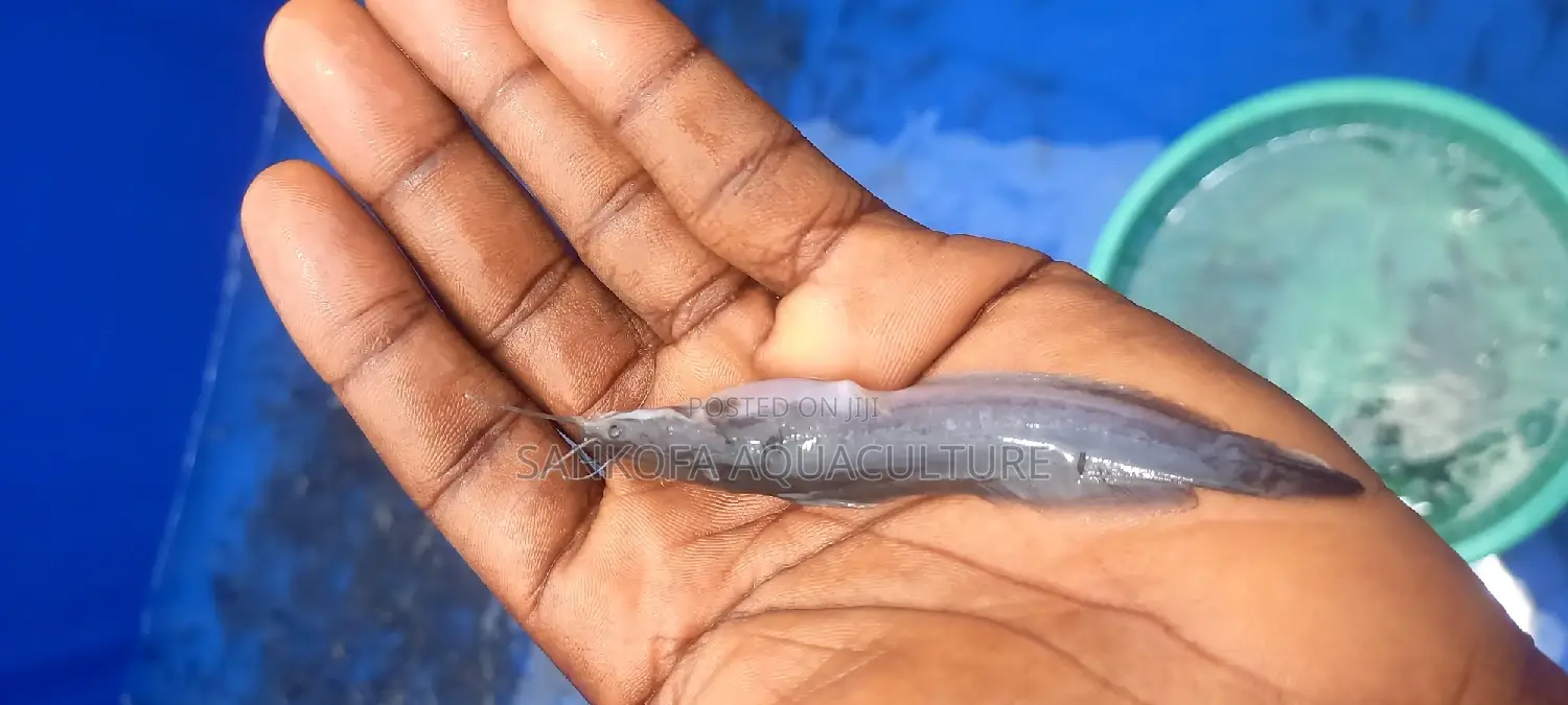 Catfish Fingerlings and Juveniles