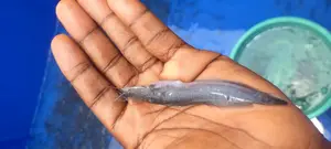 Catfish Fingerlings and Juveniles