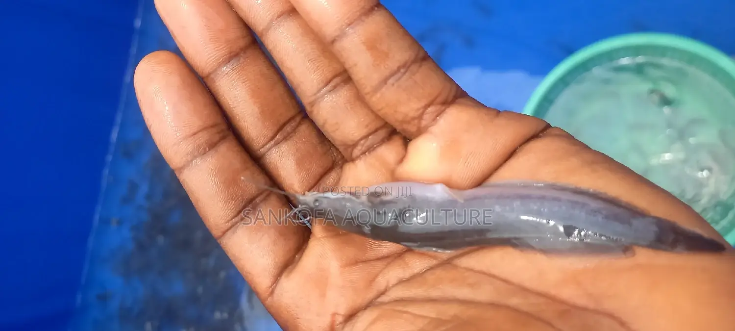 Catfish Fingerlings and Juveniles