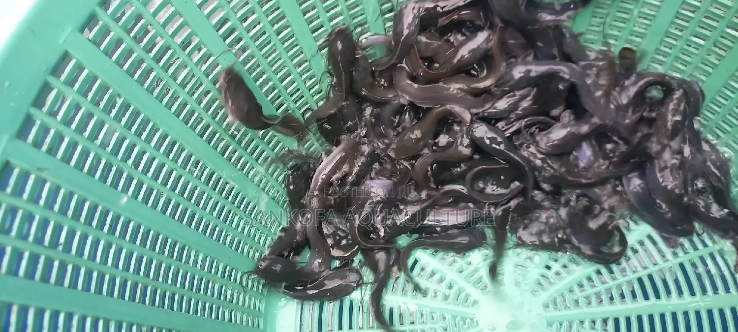 Catfish Fingerlings and Juveniles