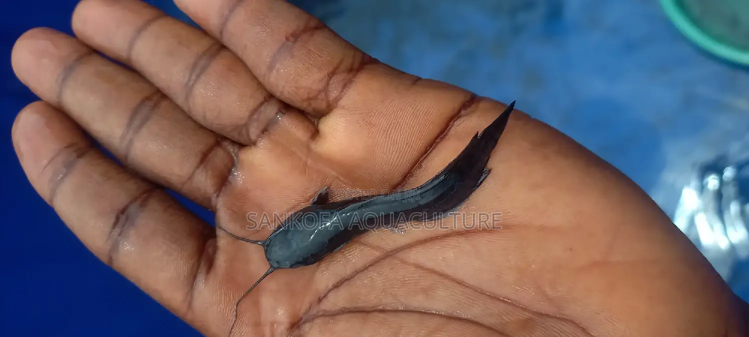 Catfish Fingerlings and Juveniles