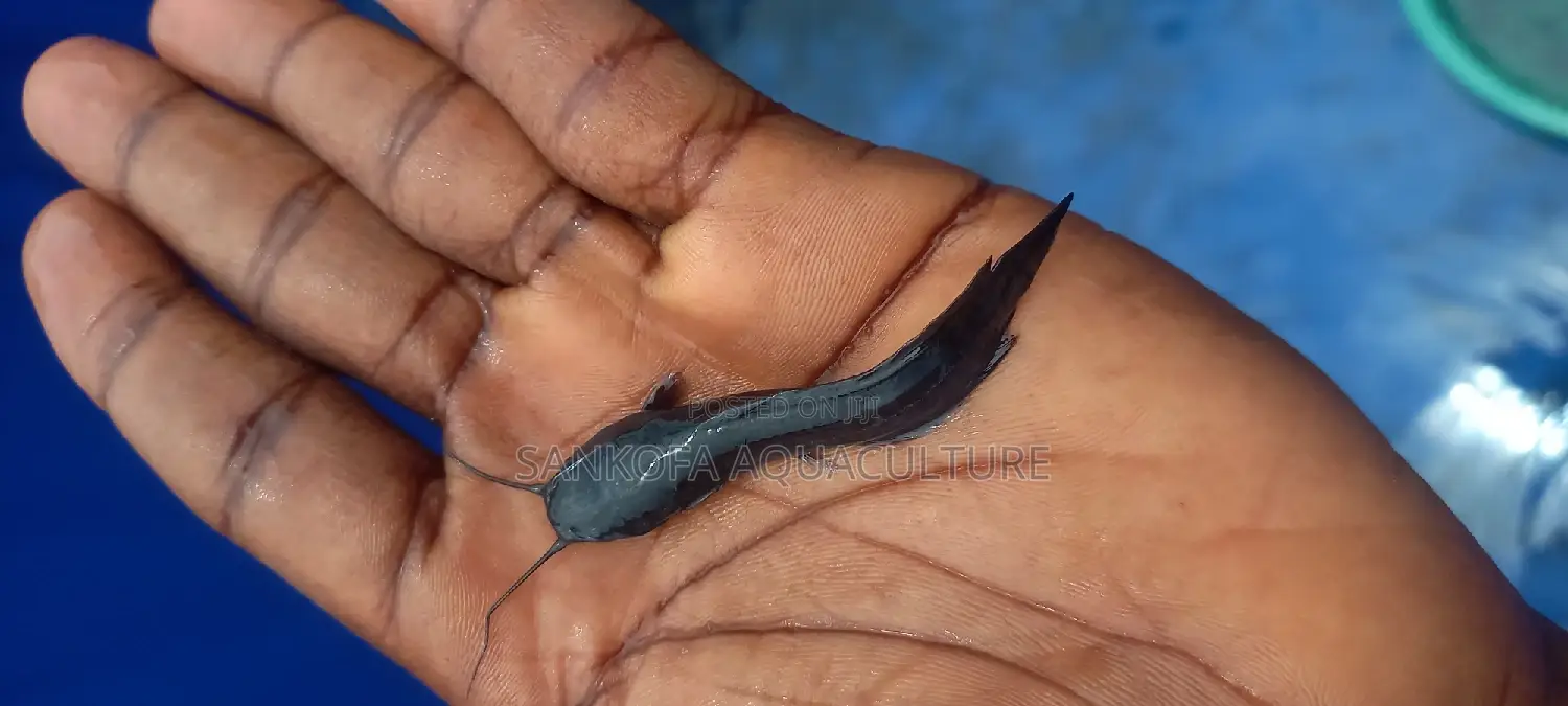 Catfish Fingerlings and Juveniles