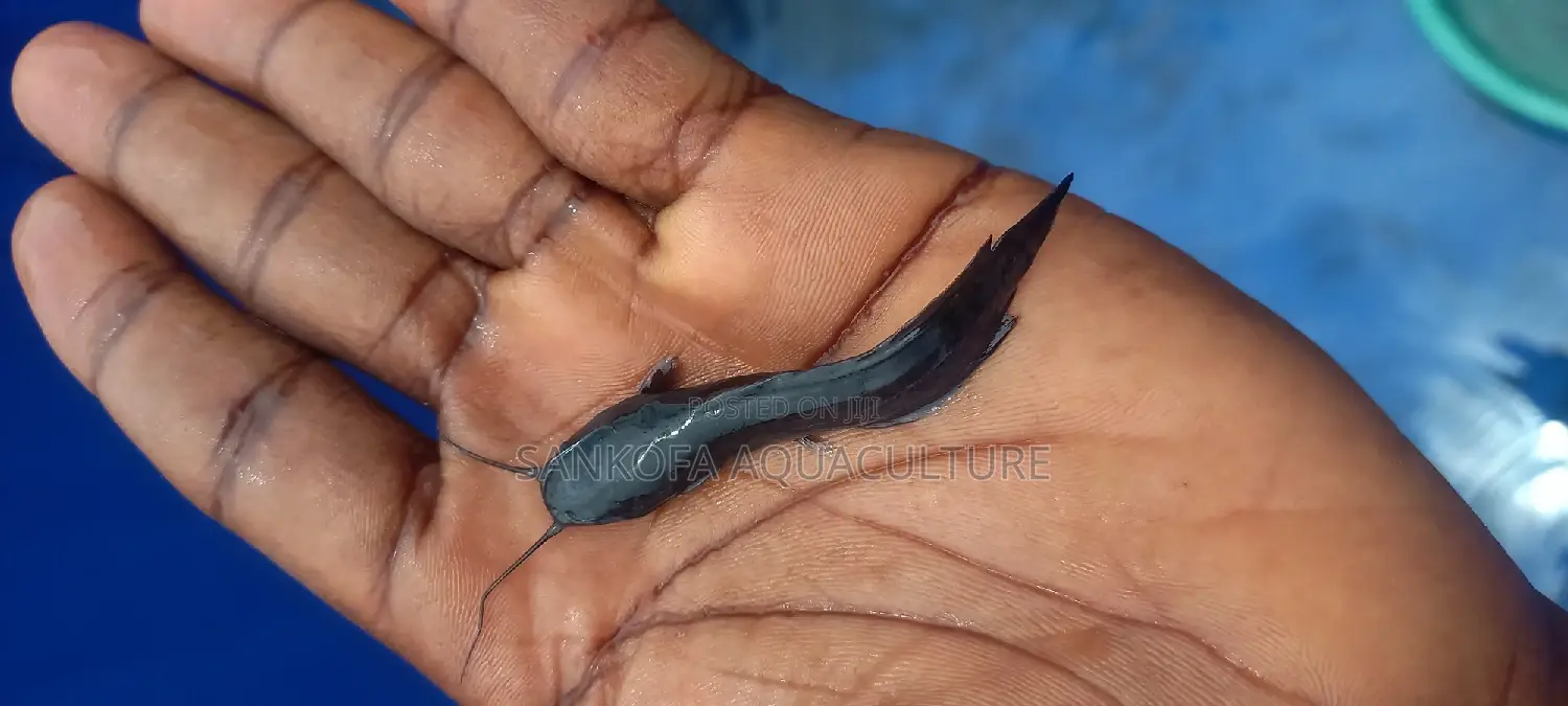Catfish Fingerlings and Juveniles