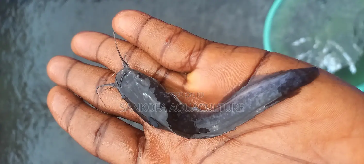 Catfish Fingerlings and Juveniles