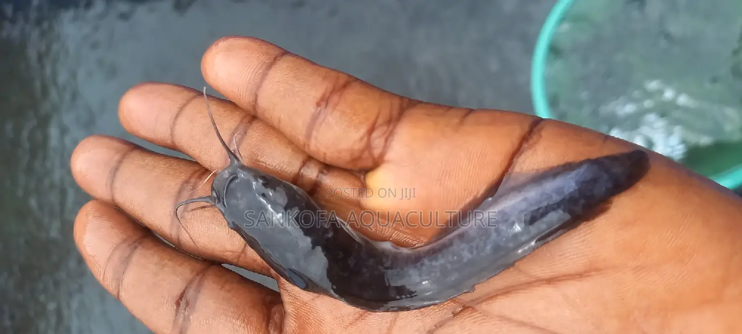 Catfish Fingerlings and Juveniles