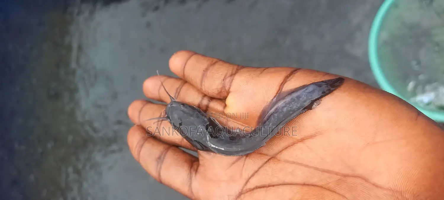 Catfish Fingerlings and Juveniles