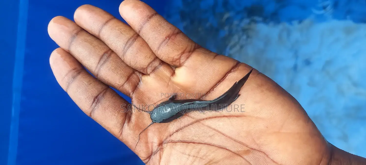 Catfish Fingerlings and Juveniles