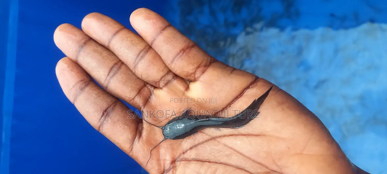 Catfish Fingerlings and Juveniles