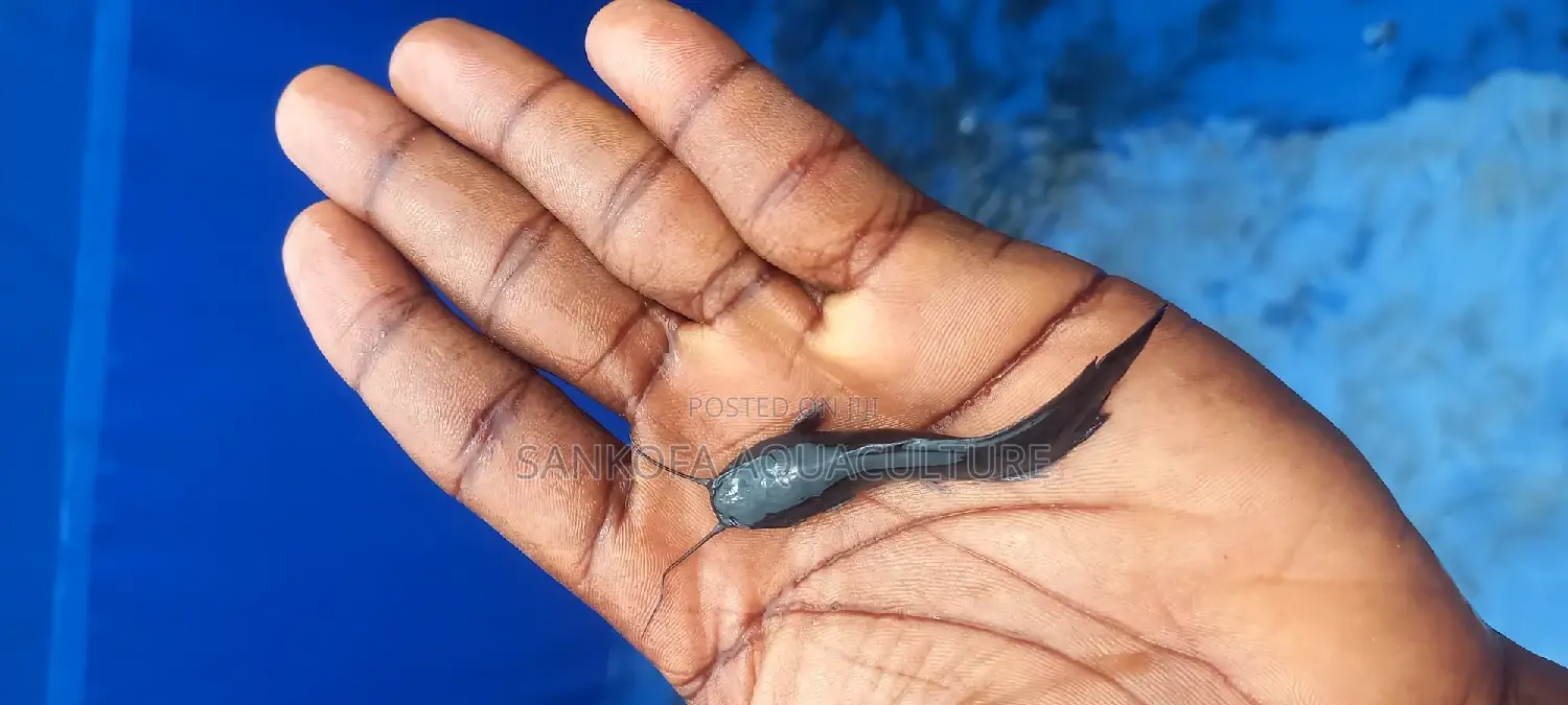 Catfish Fingerlings and Juveniles