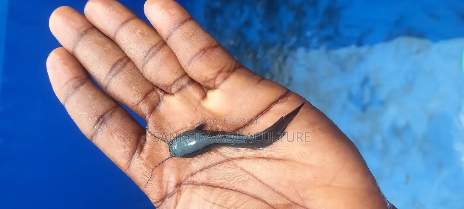 Catfish Fingerlings and Juveniles