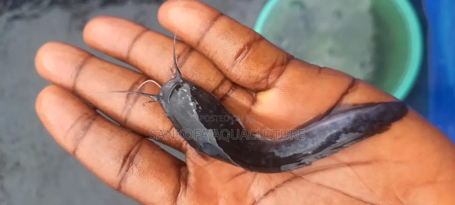 Catfish Fingerlings and Juveniles