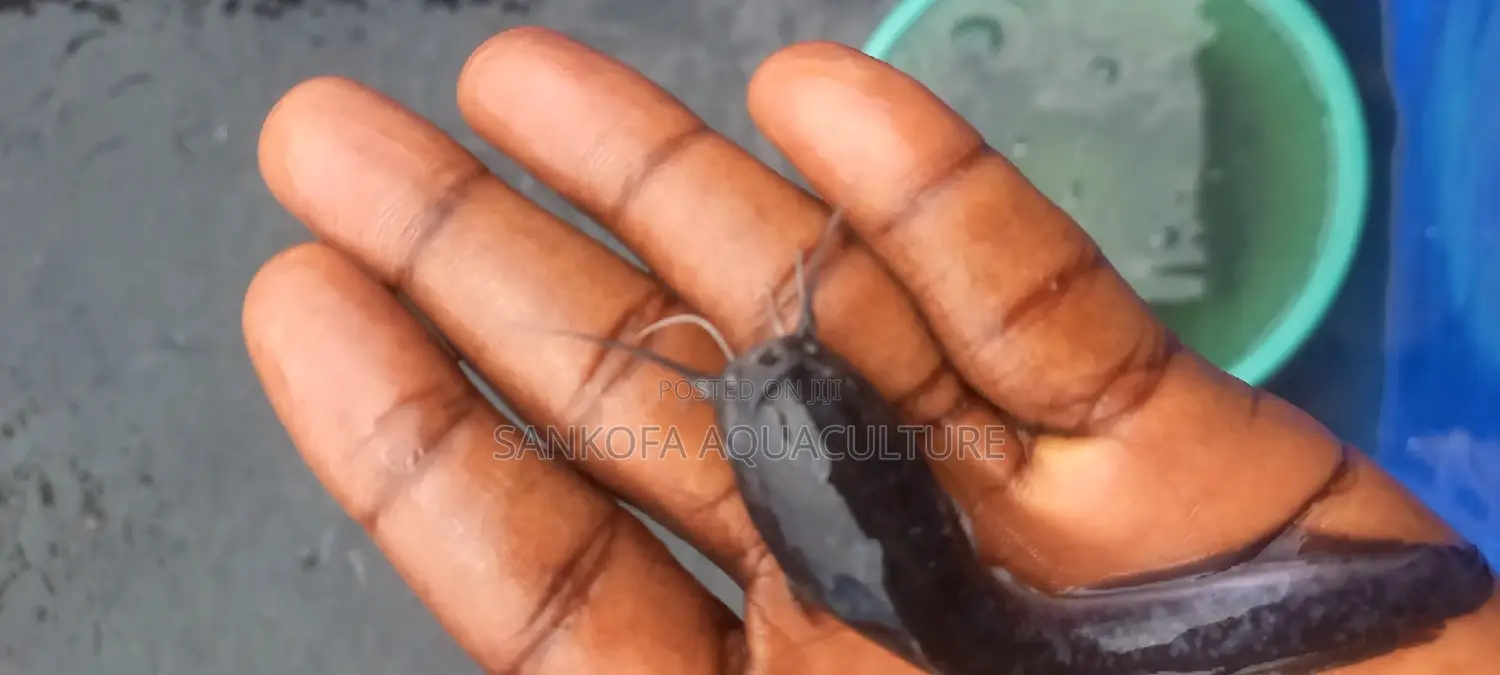 Catfish Fingerlings and Juveniles
