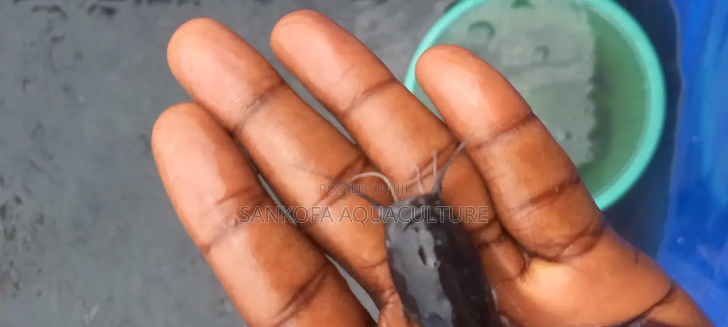 Catfish Fingerlings and Juveniles