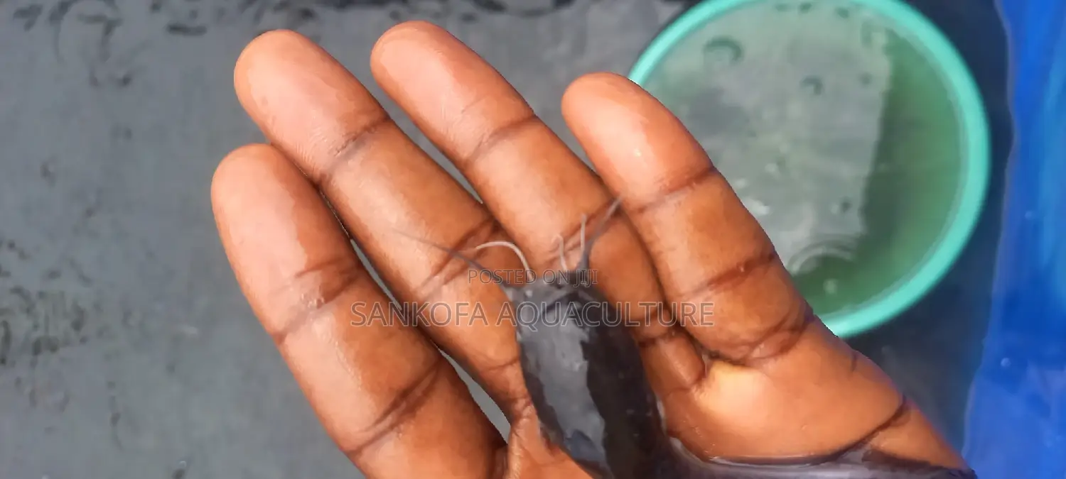 Catfish Fingerlings and Juveniles