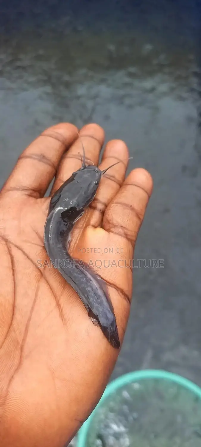 Fresh Water Catfish