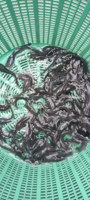 Fresh Water Catfish