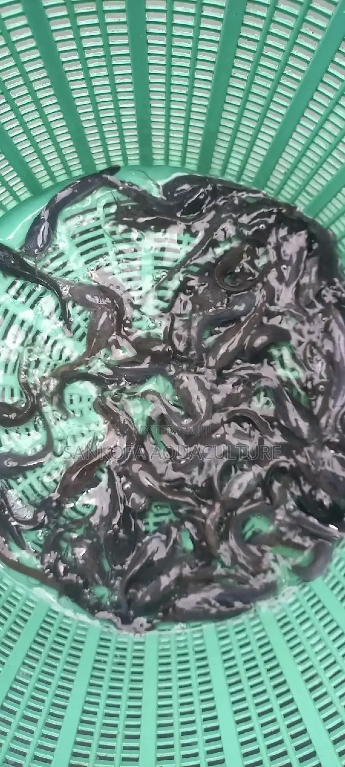 Fresh Water Catfish