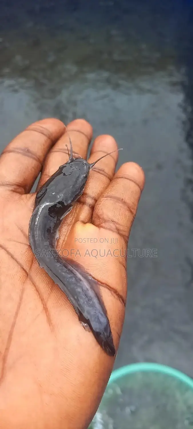Fresh Water Catfish