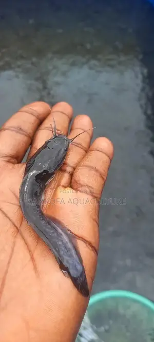 Fresh Water Catfish