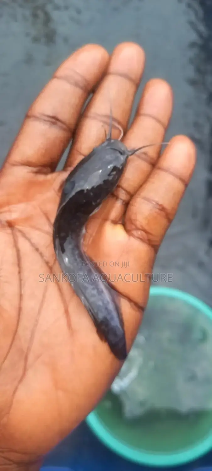 Fresh Water Catfish