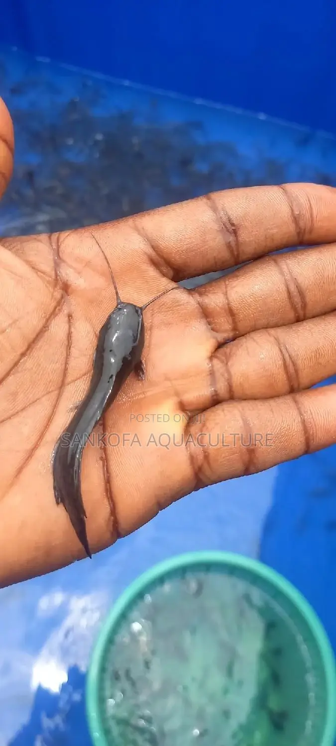 Fresh Water Catfish