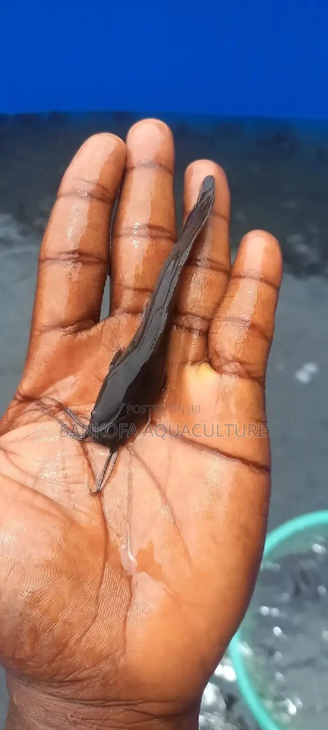 Fresh Water Catfish