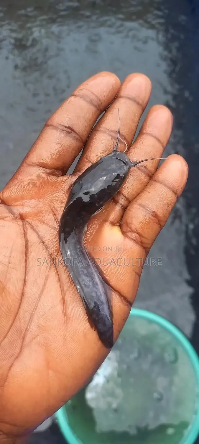 Fresh Water Catfish
