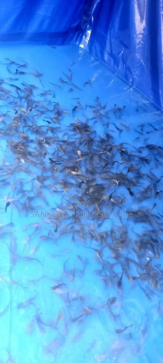 Fresh Water Catfish Fingerlings and Juveniles Available
