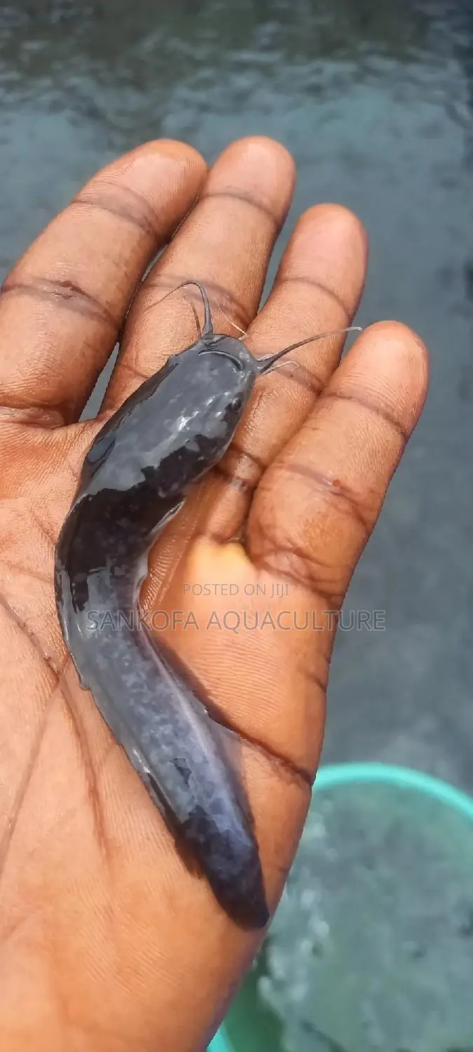 Fresh Water Catfish Fingerlings and Juveniles Available