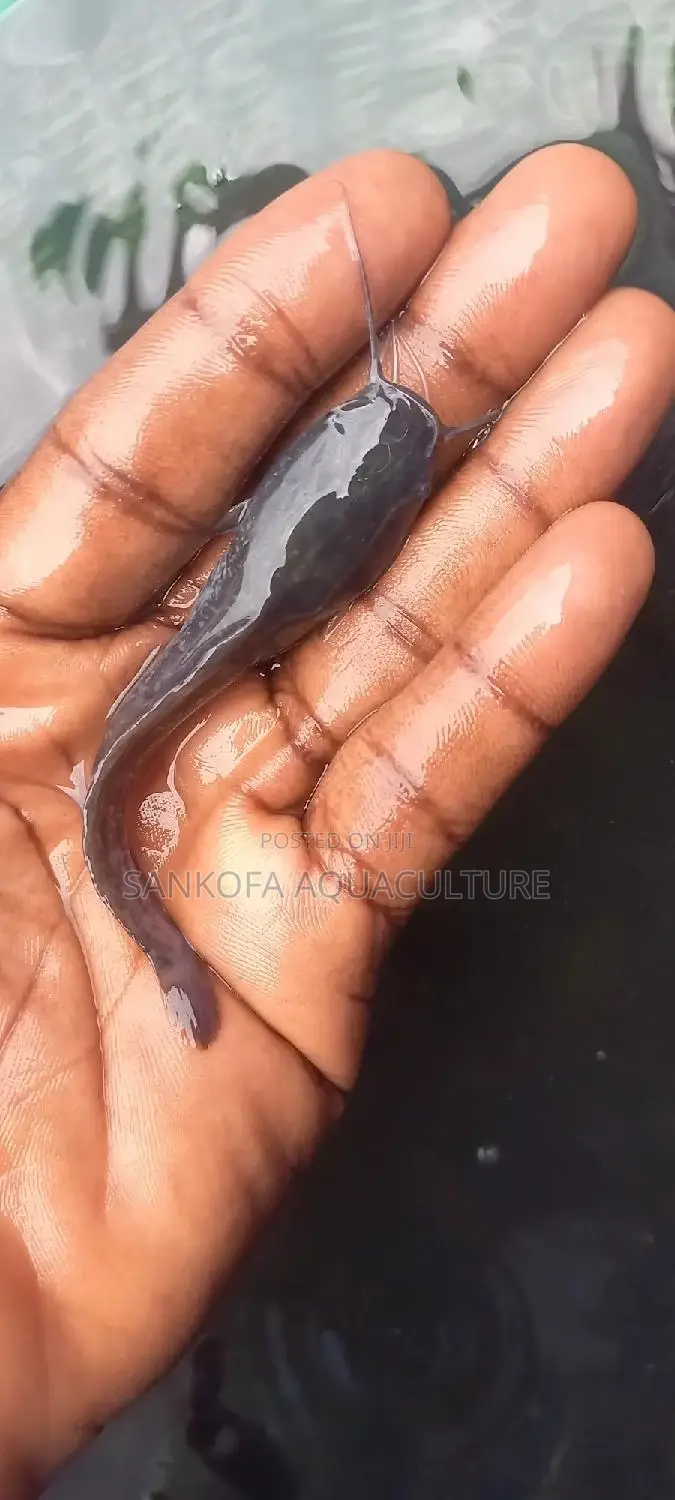 Fresh Water Catfish Fingerlings and Juveniles Available