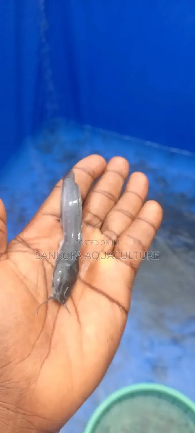 Fresh Water Catfish Fingerlings and Juveniles Available
