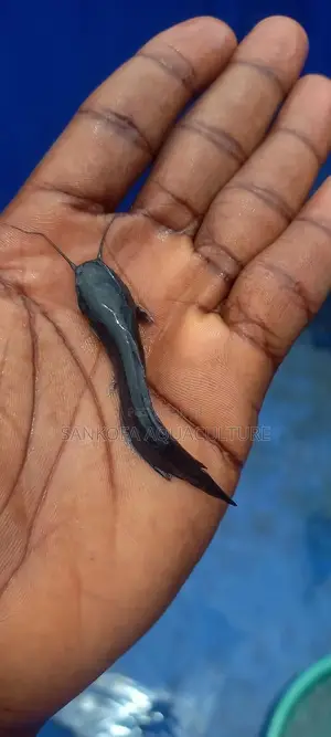 Fresh Water Catfish Fingerlings and Juveniles Available
