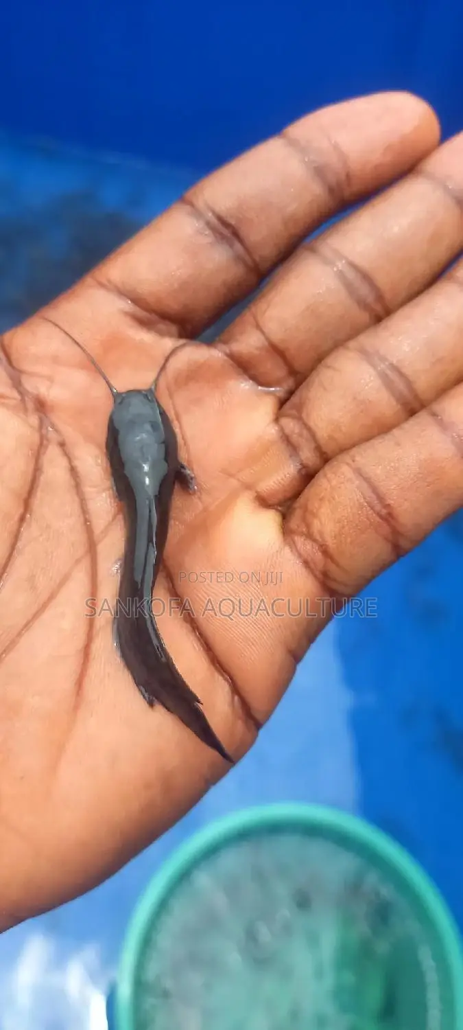 Fresh Water Catfish Fingerlings and Juveniles Available