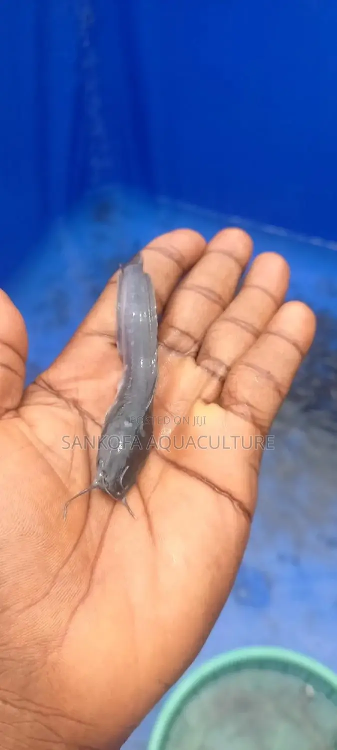 Fresh Water Catfish Fingerlings and Juveniles Available