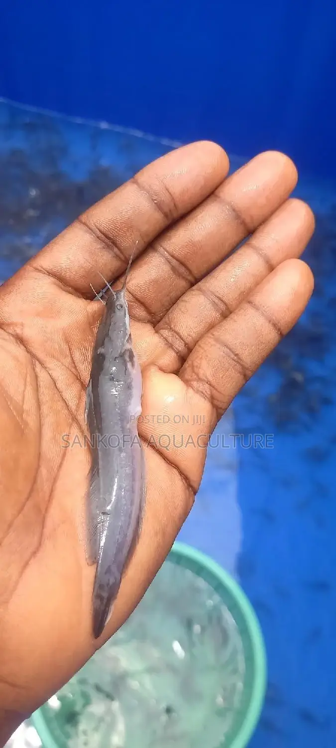 Fresh Water Catfish Fingerlings and Juveniles Available
