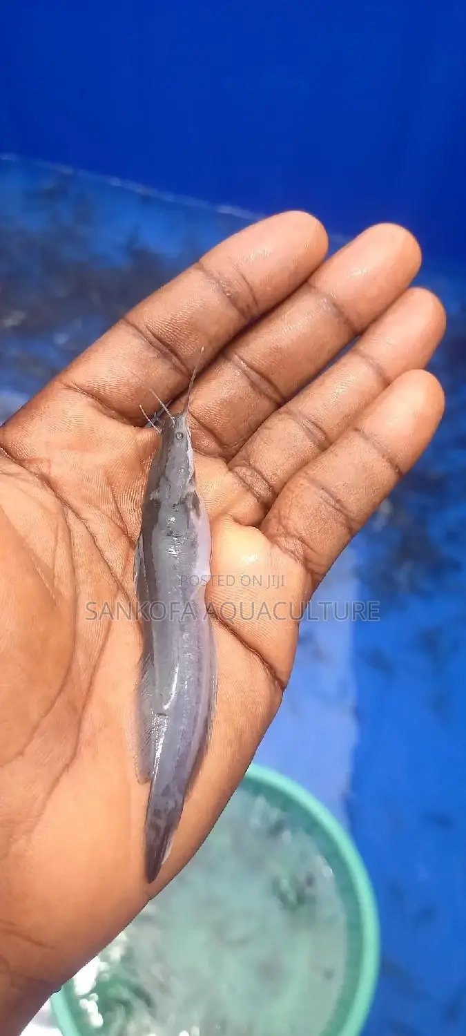 Fresh Water Catfish Fingerlings and Juveniles Available