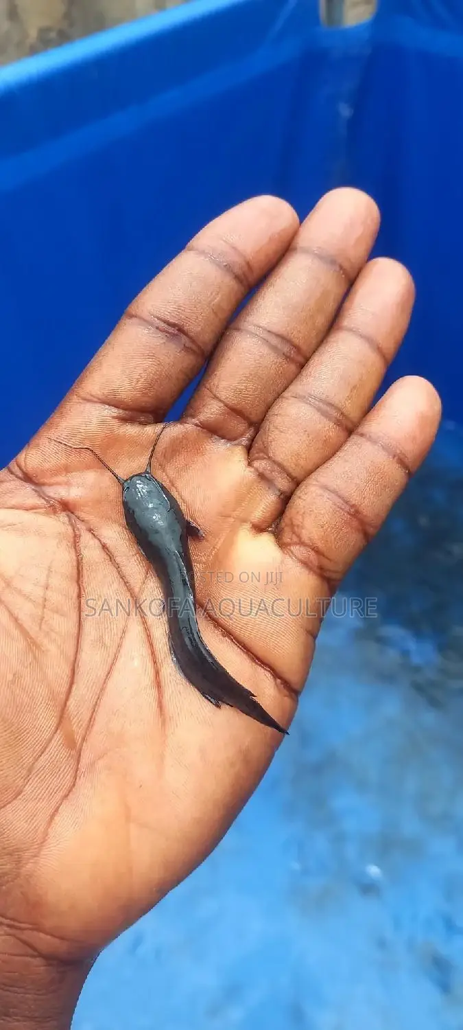 Fresh Water Catfish Fingerlings and Juveniles Available