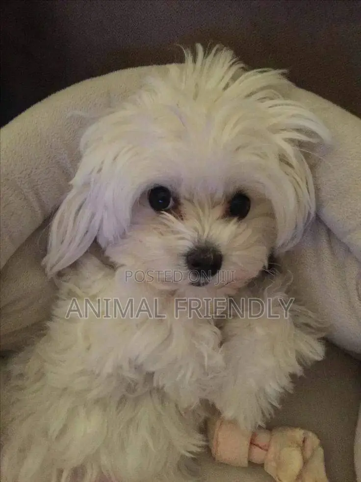 1-3 months Male Purebred Maltese