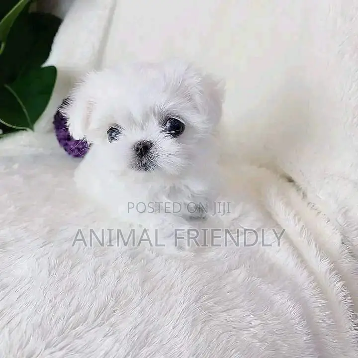 1-3 months Female Purebred Lhasa Apso