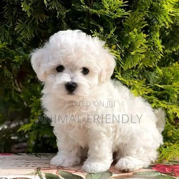 1-3 months Male Purebred Lhasa Apso