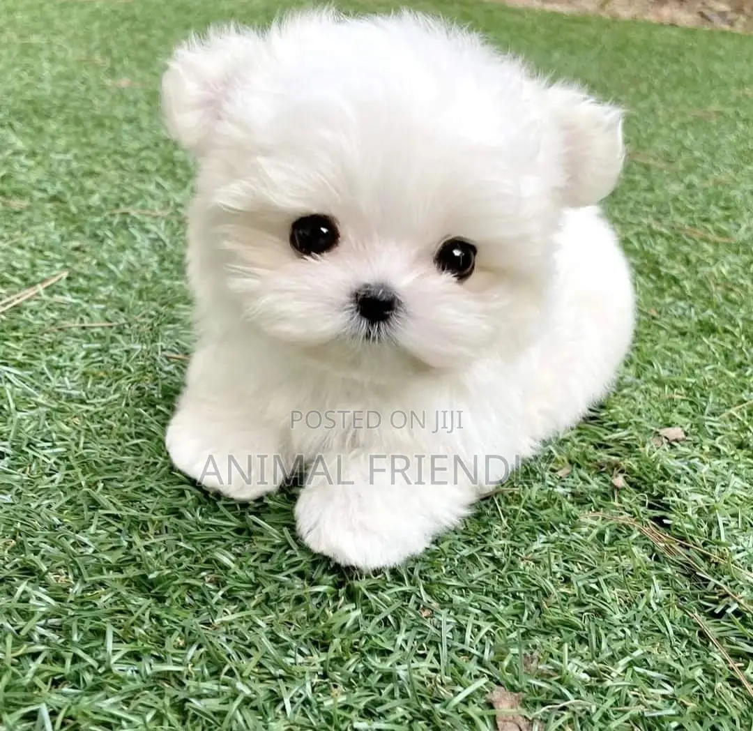 1-3 months Male Purebred Lhasa Apso